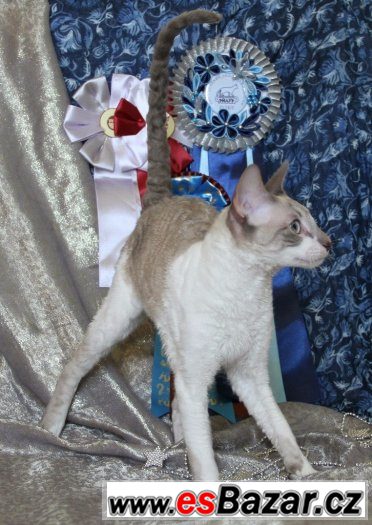 Cornish rex – fotografie 2