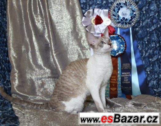 Cornish rex – fotografie 3