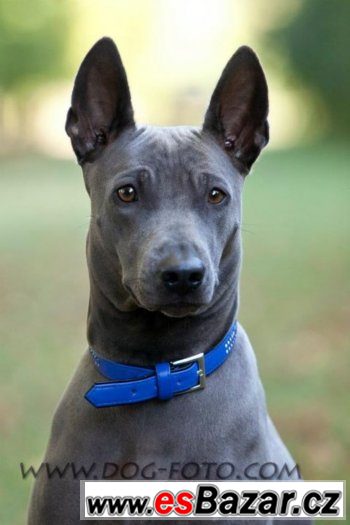 Thajský ridgeback – fotografie 2