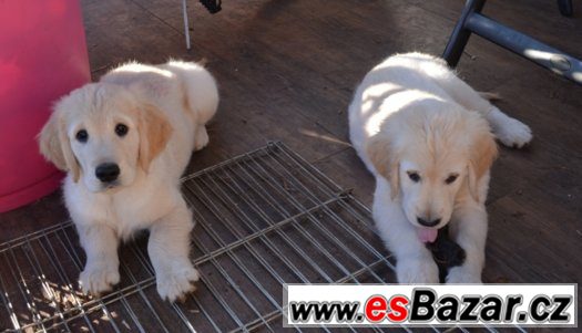Zlatý retriever - pejsci s PP – fotografie 5