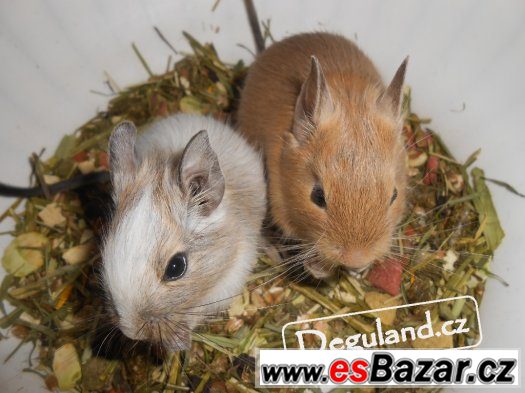 Osmák degu - Dva barevní kluci – fotografie 3