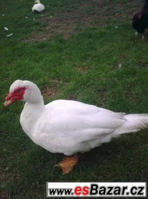 Kachny Pižmové - čínky