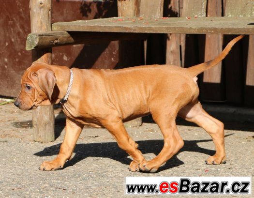 RHODESKÝ RIDGEBACK - poslední volná štěňátka – fotografie 4