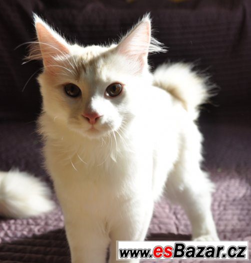Kurilský bobtail s PP - okolí Prahy – fotografie 1