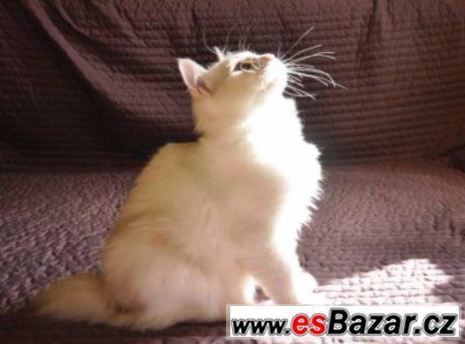 Kurilský bobtail s PP - okolí Prahy – fotografie 2