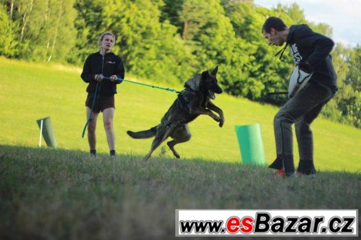 Německý ovčák – fotografie 1