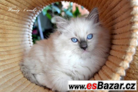 Ragdollí princeznička Wendy - blue mitted s PP – fotografie 4