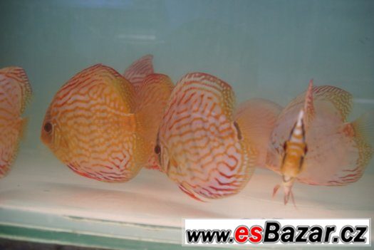 Discus - red tyrkys-mladí terčovci - levně – fotografie 4