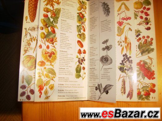 Okrasné dřeviny – fotografie 2