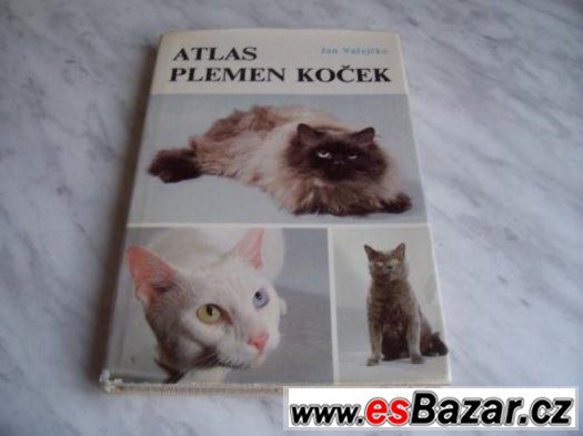 Atlas plemen koček – fotografie 1