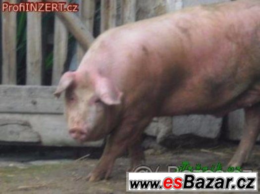 Staly prodej.... – fotografie 1