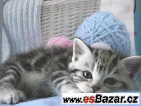 Britská koťátka bez PP, mramorovaná, /WHISKAS  /, – fotografie 1