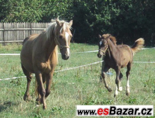 Welsh cob, velšský kob – fotografie 1
