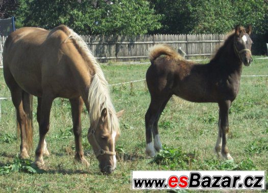 Welsh cob, velšský kob – fotografie 2
