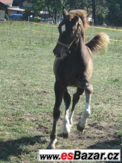 Welsh cob, velšský kob – fotografie 3
