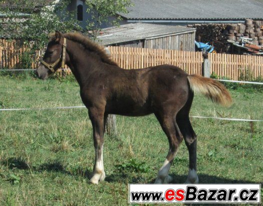 Welsh cob, velšský kob – fotografie 5