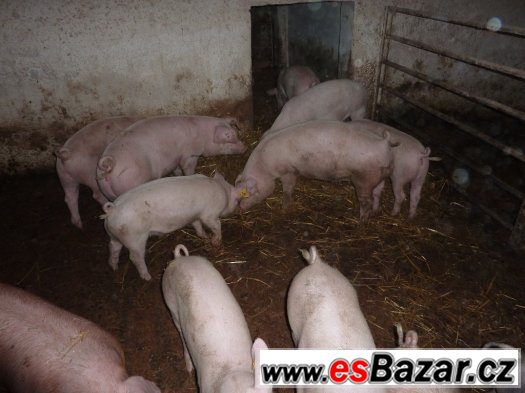 Mladá jatečná prasata – fotografie 1