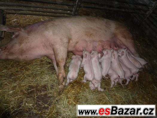 Vyřazená prasnice – fotografie 1