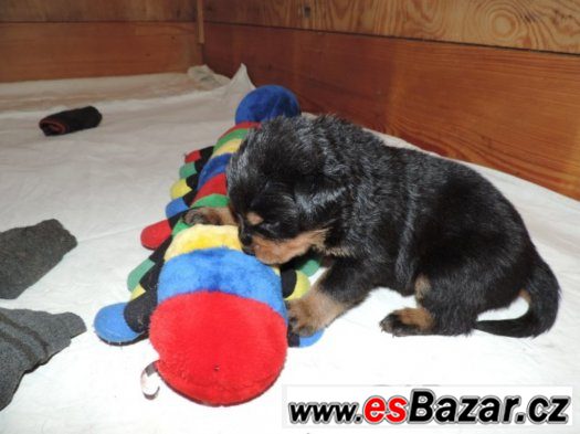 Rottweiler s PP (FCI) – fotografie 1