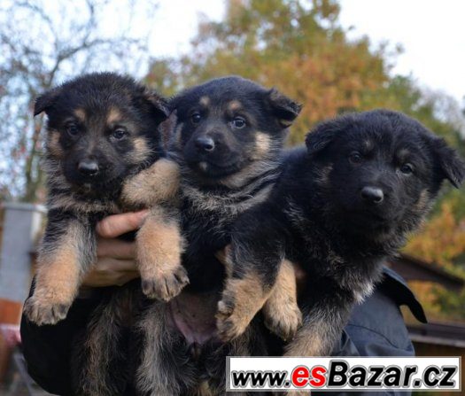Prodám štěně NO s PP – fotografie 1