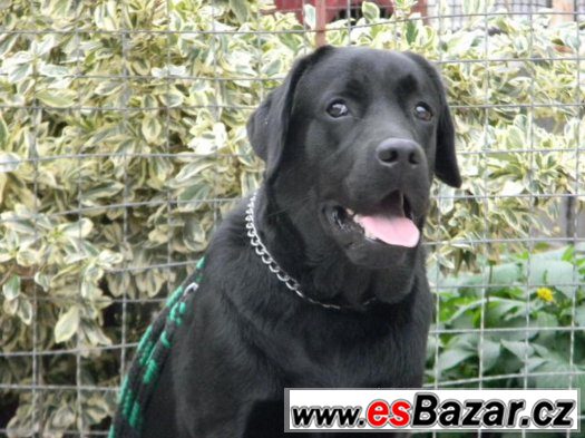 Labrador s pp – fotografie 1