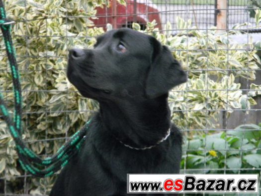 Labrador s pp – fotografie 3