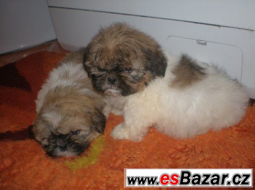 Shih-tzu – fotografie 2