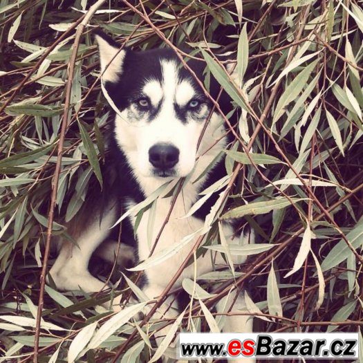 Sibiřský husky – fotografie 2