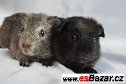 Morčata - hladké a crested – fotografie 2