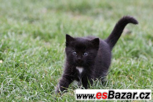 Černý Diblík hledá domov – fotografie 2