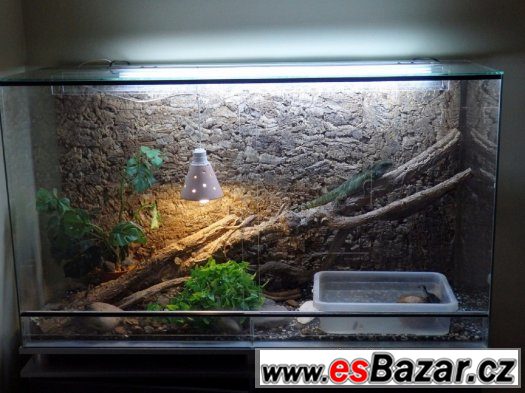 terarium s Agamou – fotografie 1