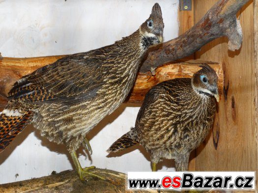 Bažant LESKLÝ – fotografie 2