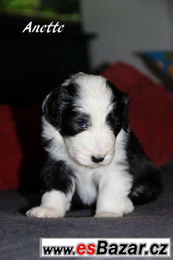 Bearded collie / kolie s PP – fotografie 2