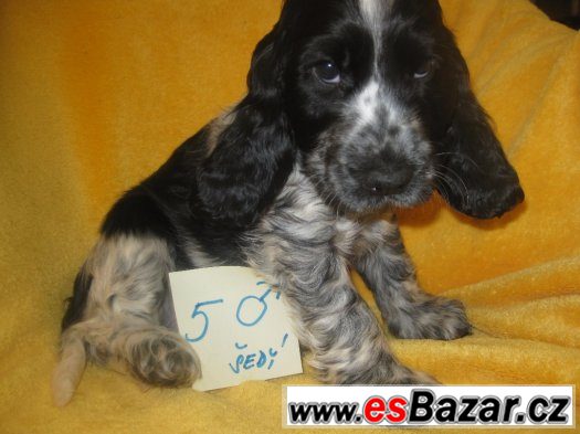 ANGLICKÝ KOKRŠPANĚL MODRÝ BĚLOUŠ – fotografie 2