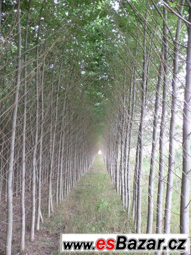 SADBA RYCHLE ROSTOUCÍCH DŘEVIN(JAPONSKÝ TOPOL) – fotografie 3
