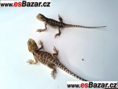 Agamy vousaté - mláďata