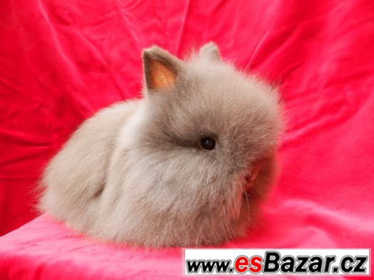 Zakrslý králík, králíček teddy – fotografie 3