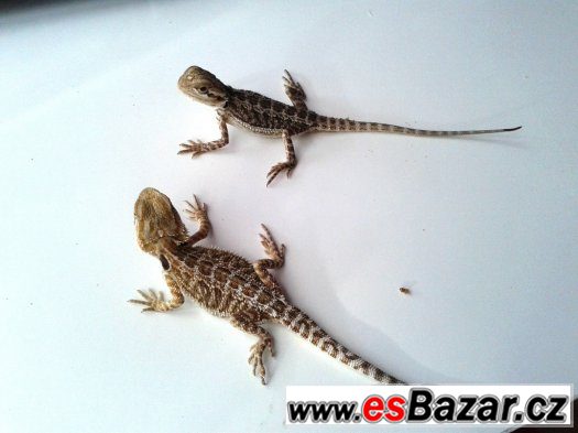 Agama vousatá - mláďata – fotografie 1