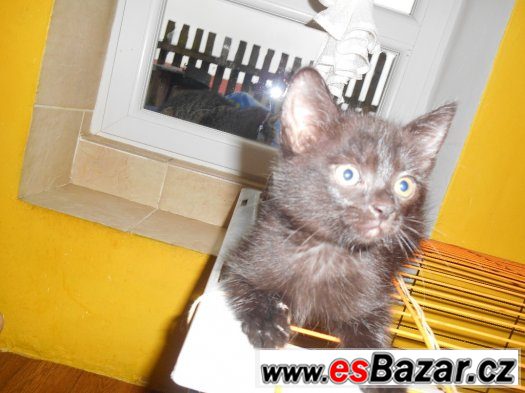 daruji kotátka – fotografie 5
