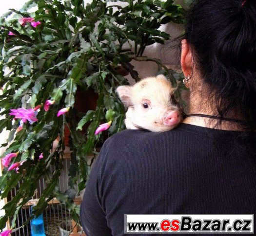 Barevná miniprasátka – fotografie 1