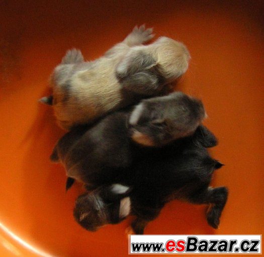 Teddy králíčci kvalitní chov – fotografie 4