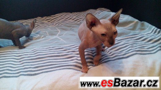 Sphynx kluk bez PP – fotografie 1
