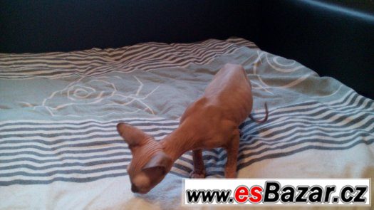 Sphynx kluk bez PP – fotografie 3