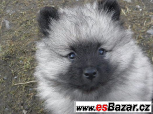 Německý špic vlčí / Keeshond – fotografie 1