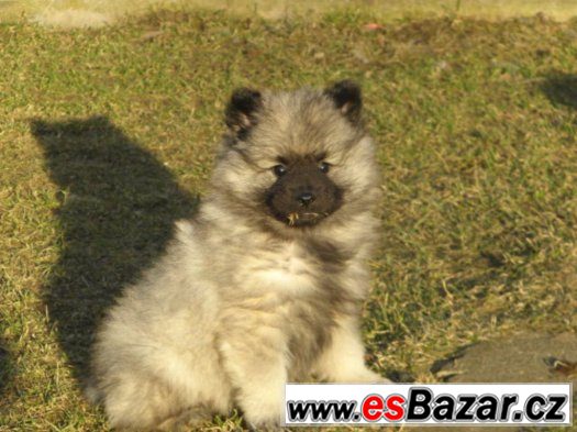 Německý špic vlčí / Keeshond – fotografie 2
