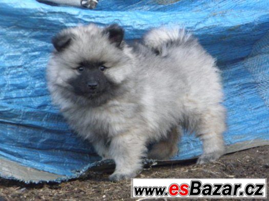 Německý špic vlčí / Keeshond – fotografie 4