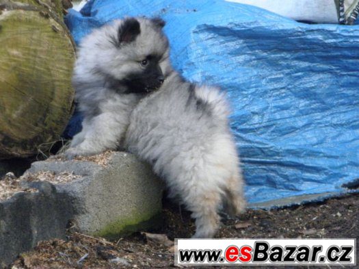 Německý špic vlčí / Keeshond – fotografie 5