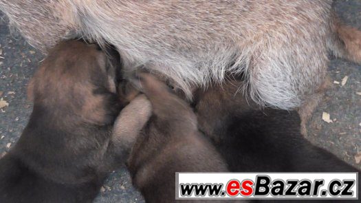 Border teriér s PP, po kvalitních rodičích. – fotografie 2