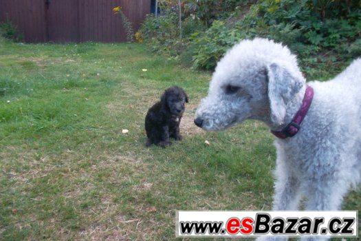 Prodám štěně bedlington teriéra – fotografie 2