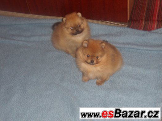 Trpasličí špic/pomeranian,oranžová fenka s PP – fotografie 2